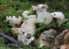 rozpuklec hruškovitý (Houby), Phallogaster saccatus, Morgan (Fungi)